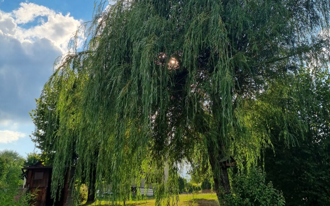 Jardin : Quelle déco pour la cinquième pièce de la maison ?